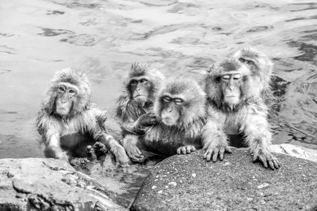 Funny cute japanese snow monkeys sitting in a hot spring. Nagano Prefecture, Japan.の写真素材