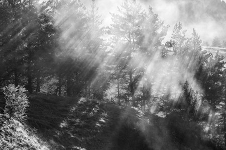 Sunbeams in the morning foggy forest. Rays breaking through the fog.