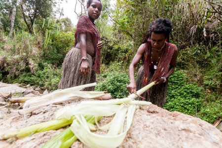 Wamena, Indonesia - January 10, 2010: Dani women extracting salt using stalks of plants in the Baliem Valley, Papua New Guinea.のeditorial素材