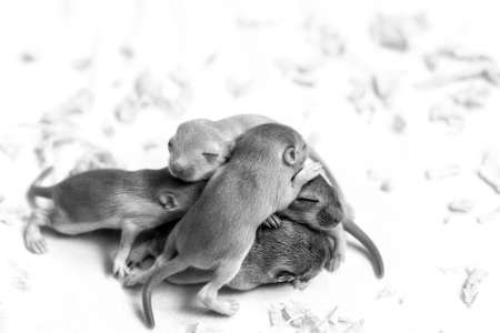 Black and white image of little cute mice babies sleeping huddled together. Top viewの写真素材