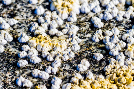 Sea mollusks Semibalanus balanoides on the littoral of the White Sea at low tide. View of the limestone houses of crustaceans from above.の写真素材