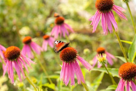 Beautiful cosmos flowers and butterfly in the summer meadow.の写真素材