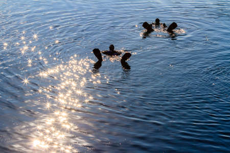 Silhouettes of two scuba divers floating on the surface of the sea. Sun glare glistening on the water.の写真素材