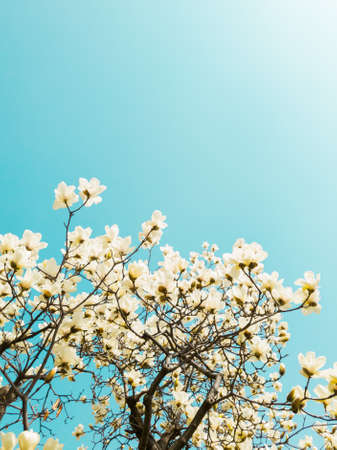 Beautiful flowers of white Magnolia kobus on the blue sky background, selective focusの写真素材