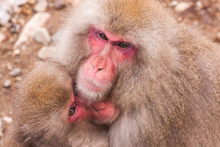 Portrait of two cute snow monkeys, Jigokudani Yaen-Koen, Japan.