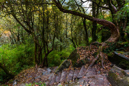 Stone footpath in fantastic green tropical jungle. Rainforest in Nepal, Himalayaの写真素材