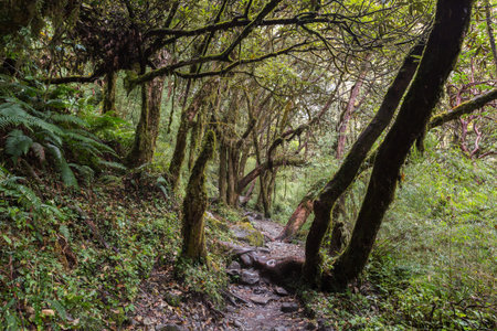 Stone footpath in fantastic green tropical jungle. Rainforest in Nepal, Himalaya