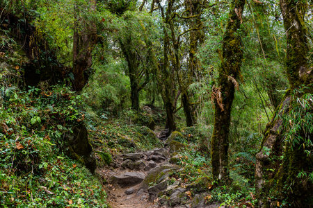 Stone footpath in fantastic green tropical jungle. Rainforest in Nepal, Himalayaの写真素材