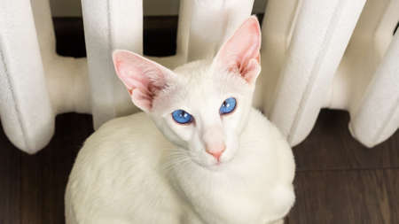 Portrait of oriental shorthair white cat with blue eyes sitting near heating batteryの写真素材