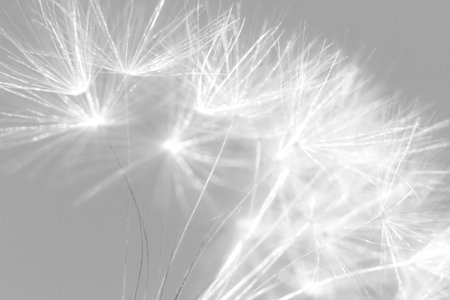 Macro dandelion, black and white image. Soft, gentle, airy, close up artistic image. Selective focus.の写真素材