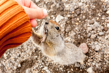 Arctic ground squirrel asking for food from human hands. Kamchatka Peninsula, Russiaの写真素材