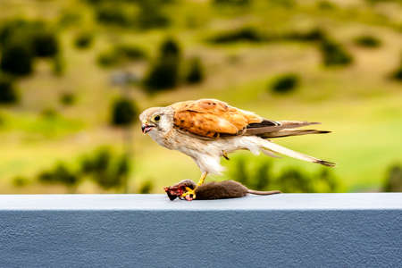 Australian kestrel (Nankeen Kestrel, Falco cenchroides) eating mouseの写真素材