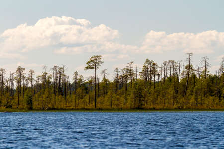 Forest on the shore of the lake Keret. Russia, Karelia.の写真素材