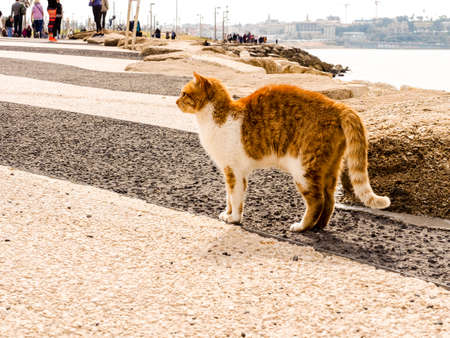 Red cat with white spots on the beach of Tel Baruch in Tel Avivの写真素材