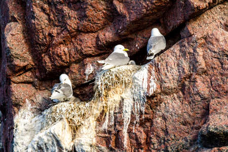 Colony of seagulls, Barents sea, Arctic ocean, Kola Peninsula, Russiaの写真素材