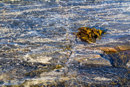 Aquatic seaweed (Algae) in shallow sea water. Republic of Karelia, Russiaの写真素材