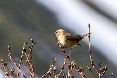 Small bird, Red-breasted Flycatcher (Ficedula parva) sitting on the branch . Kamchatka Peninsula, Russiaの写真素材