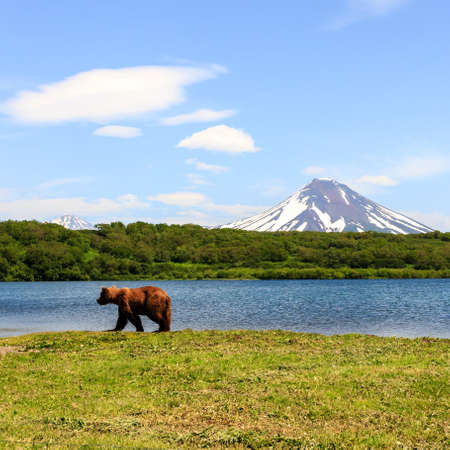 Brown bear (Ursus arctos beringianus) walking near Kurile Lake against the background of the volcano Ilyinsky. Kamchatka Peninsula, Russiaの写真素材