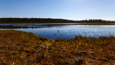 Swamp near pine forest at noon, Karelia, Russiaの写真素材