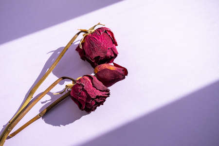 Withering red roses on the purple background, love conceptの写真素材