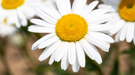 Chamomile or daisy flower on the green natural background, close up and macro image