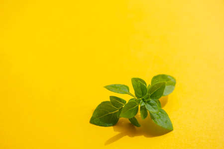Leaf of raw green organic basil for salad on the yellow backgroundの写真素材