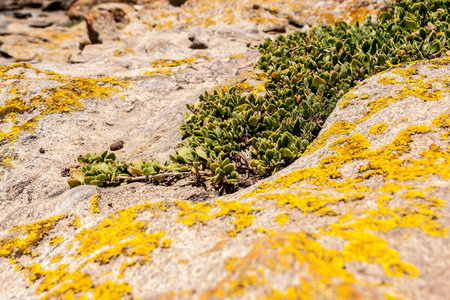 Succulents grow on scanty stony soil. Red center in the Australian desert, outback in Northern...