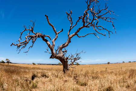 Leafless dry tree without leaves in Australia, Northern Territory, fisheye lens.の写真素材