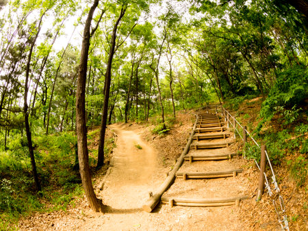 Footpath through a mysterious forest. Fisheye image.の写真素材