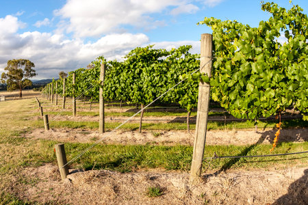 Rows of grapevine. Wine valley in Barossa, South Australia.の写真素材