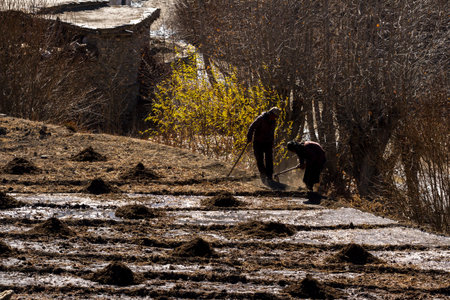 Jarkot, Nepal - November 17, 2015: An elderly woman and a man plowing the land in late autumnのeditorial素材