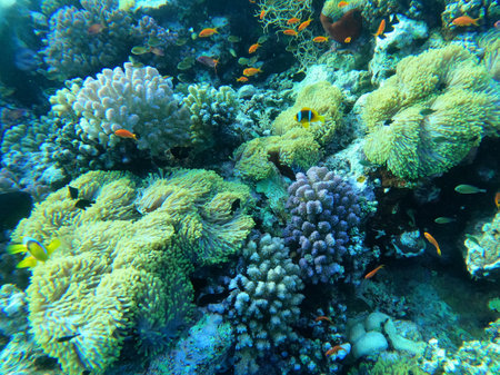 Colony of colorful corals and small exotic fishes at the bottom of the Red sea in Egypt, travel conceptの写真素材