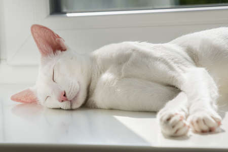 Portrait of oriental shorthair white cat sleeping near the window.の写真素材