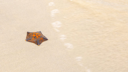 Orange starfish on the sand near the sea, the wave is blurred, travel conceptの写真素材