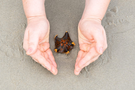 Hands around an orange starfish against the background of sand, vacation concept