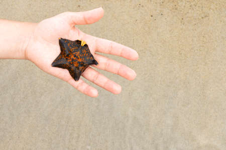 Hand holding an orange starfish against the background of the sea and sand, vacation conceptの写真素材