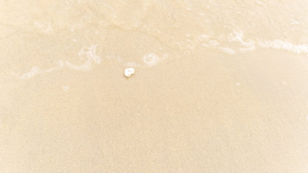White shell on the sand near the sea, the wave is blurred, travel concept