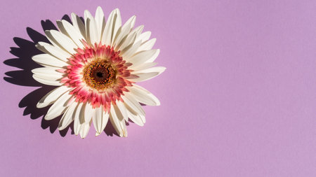 White gerbera on the purple background, flat lay, top viewの写真素材