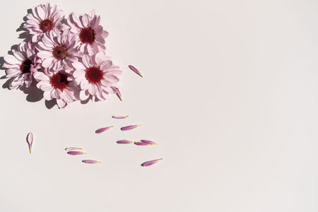 Purple chrysanthemum flowers with petals on the white background, flat lay, top viewの写真素材
