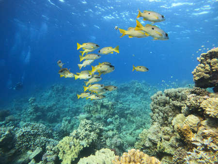 Colony of colorful corals and small exotic fishes at the bottom of the Red sea in Egypt, travel conceptの写真素材