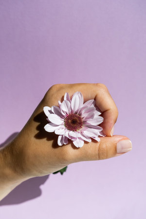 Purple chrysanthemum flower in the hand on the purple background, side view
