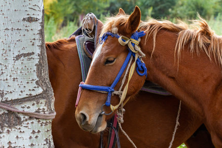 Portrait of brown horse standing near the tree. Close up image.の写真素材