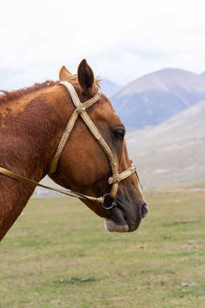 Portrait of brown horse in a pasture against the backdrop of mountains, Kyrgyzstanの写真素材