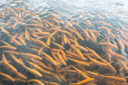 Rainbow trout swims in the water at a fish farm, fish farming