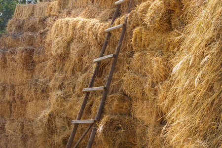 Ladder in the hayloft, dry hay for feed of farm animals stored on the farm. Straw background