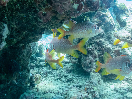 Flock of small exotic fishes in the depths of the Indian ocean, Maldives, travel concept