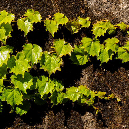 Green juicy grape leaves with drops on the stone wall. Natural summer background template.の写真素材