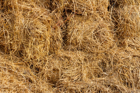 Dry hay for feed of farm animals stored in the barn on the farm. Straw backgroundの写真素材