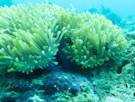 Clownfish in the sea anemone in the depths of the Indian ocean, Maldives