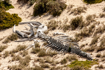 Ancient animal skeleton in the Australian desert, outback in Northern Territory, Australiaの写真素材